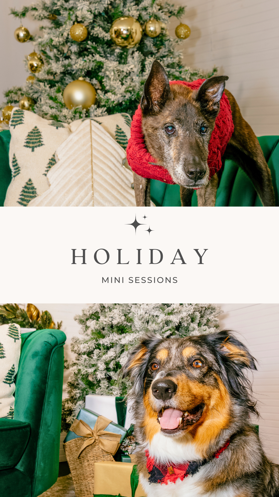 Holiday Studio Photoshoots with Pet Pawpawrazzi ππΈπΎ
