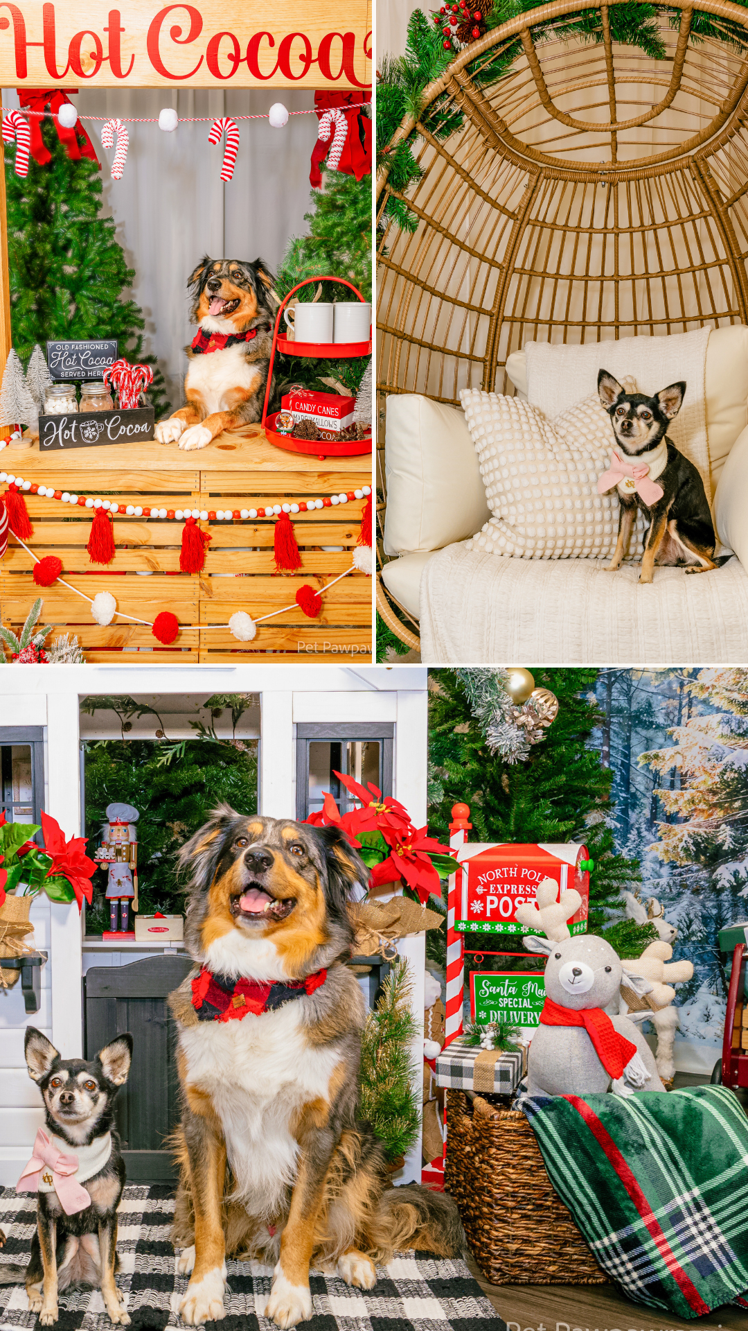 Holiday Studio Photoshoots with Pet Pawpawrazzi ππΈπΎ