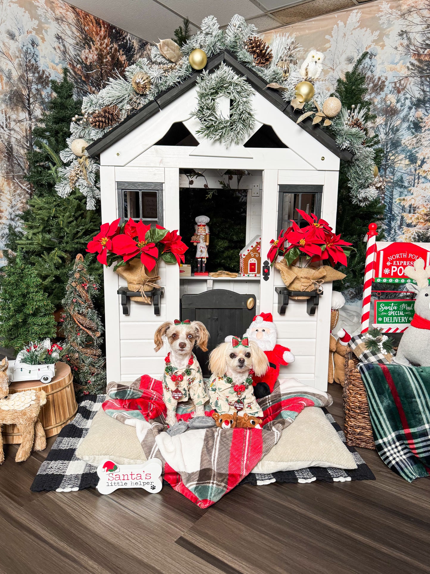 Holiday Studio Photoshoots with Pet Pawpawrazzi ππΈπΎ