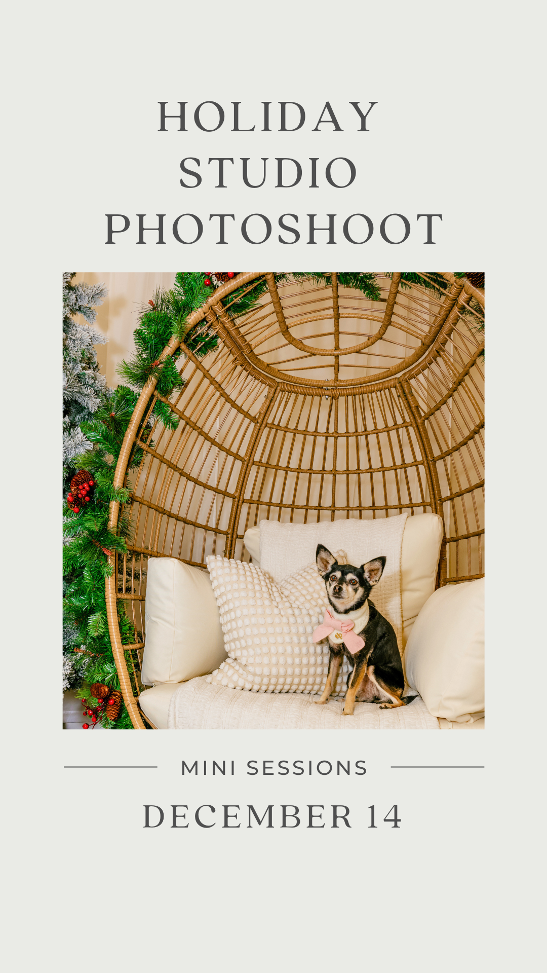 Holiday Studio Photoshoots with Pet Pawpawrazzi 🎄📸🐾