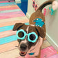 Bark on the Boardwalk: Holiday 5-room Interactive Treat Adventure for Dogs!