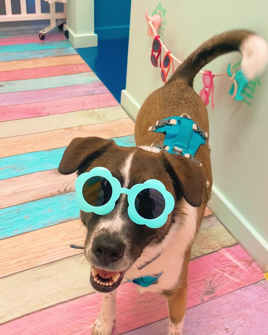 Bark on the Boardwalk: Holiday 5-room Interactive Treat Adventure for Dogs!