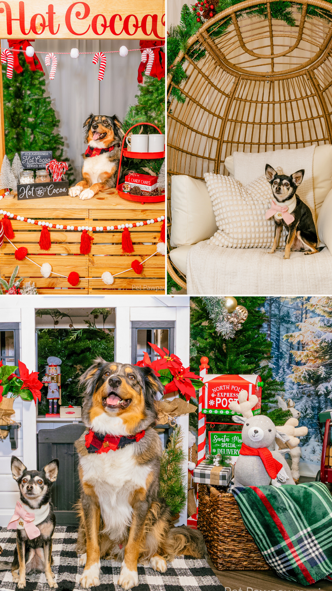 Holiday Studio Photoshoots with Pet Pawpawrazzi 🎄📸🐾