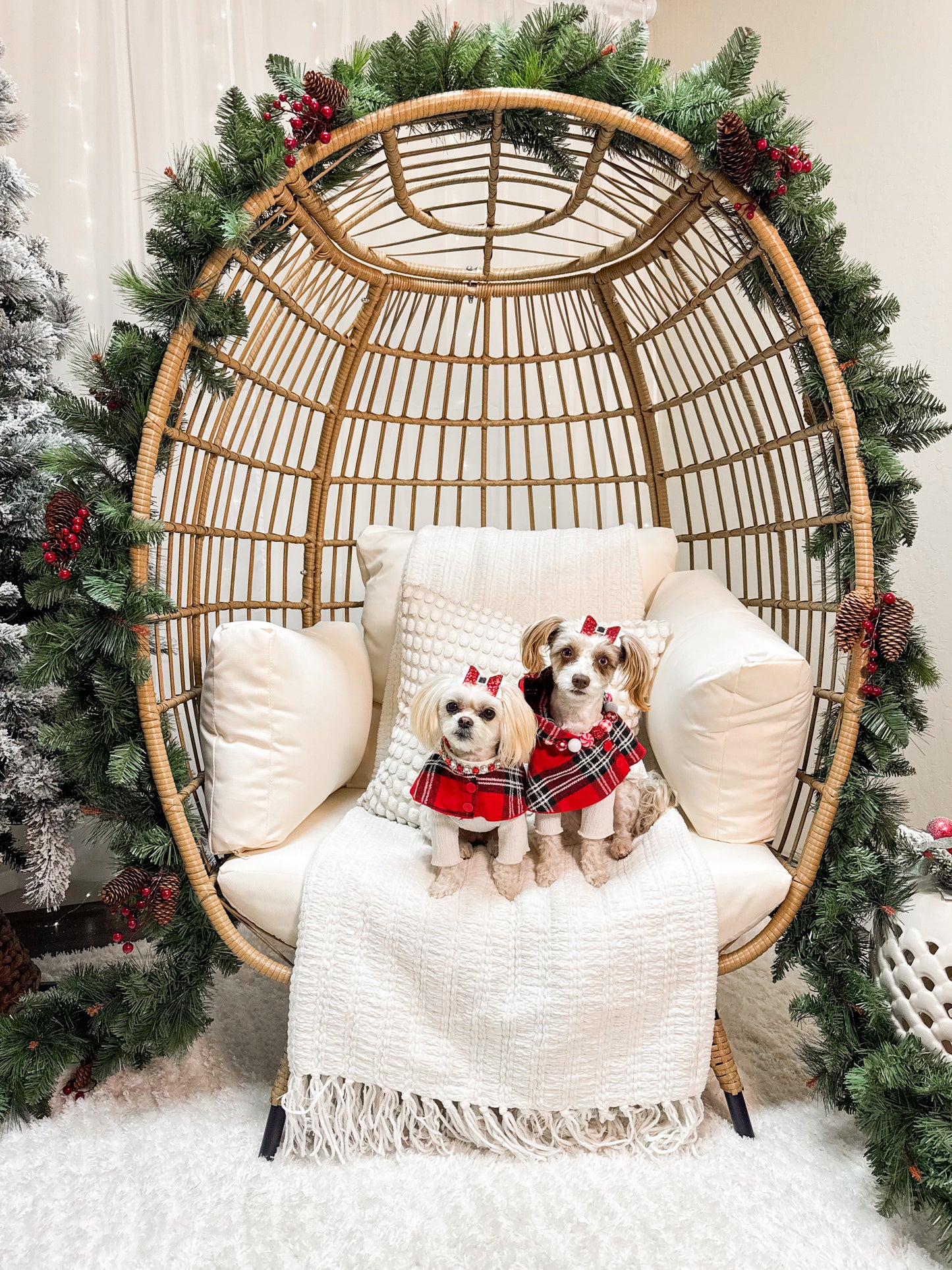 Holiday Studio Photoshoots with Pet Pawpawrazzi 🎄📸🐾